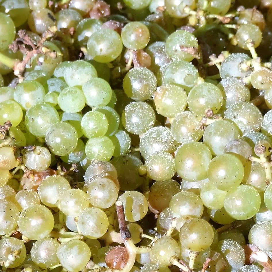 Many light grapes 